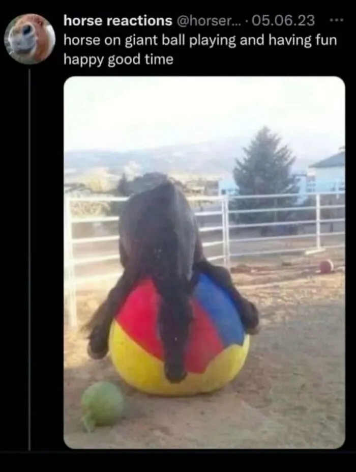 Funny weird animal memes showing a horse draped upside down on a giant beach ball