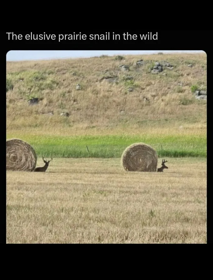 Funny weird animal memes showing deer behind hay bales resembling giant prairie snails
