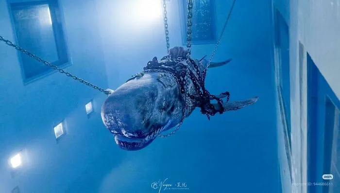 A life-sized whale model tethered underwater by heavy chains, creating an unnerving view of submerged objects.