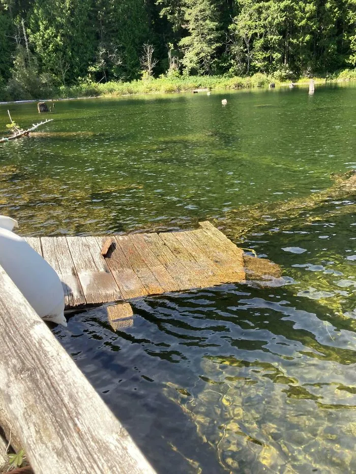 Wooden dock planks visible underwater as submerged objects near a forested shore.