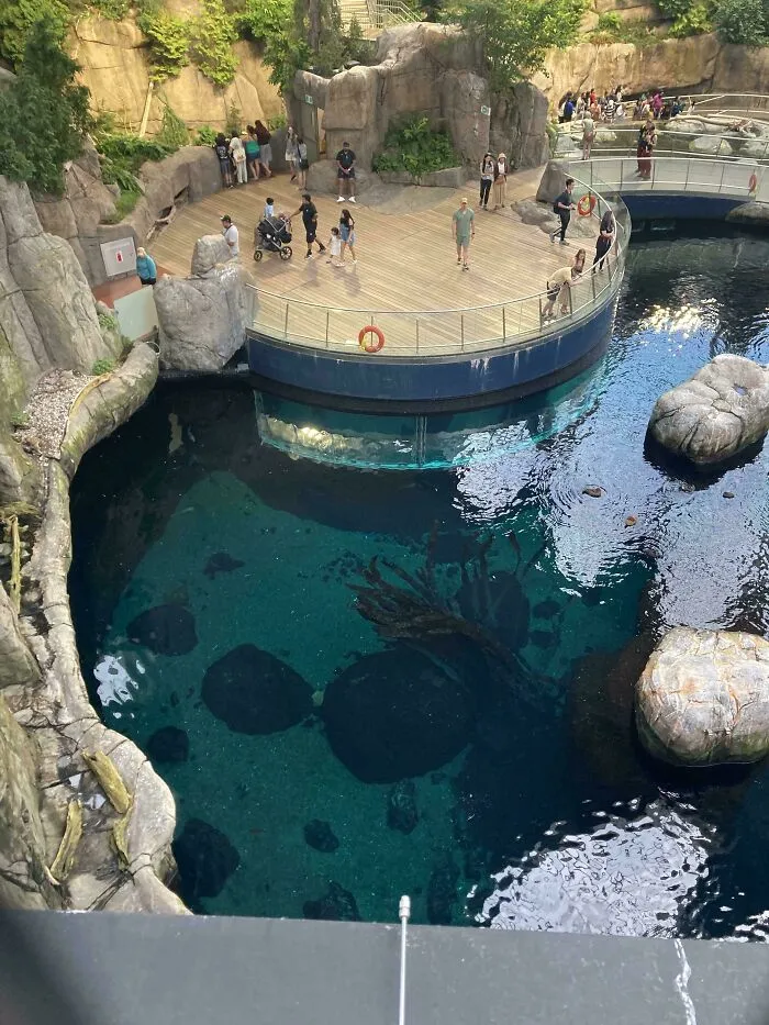 High-angle view of deep pool featuring dark submerged objects beneath a viewing deck.