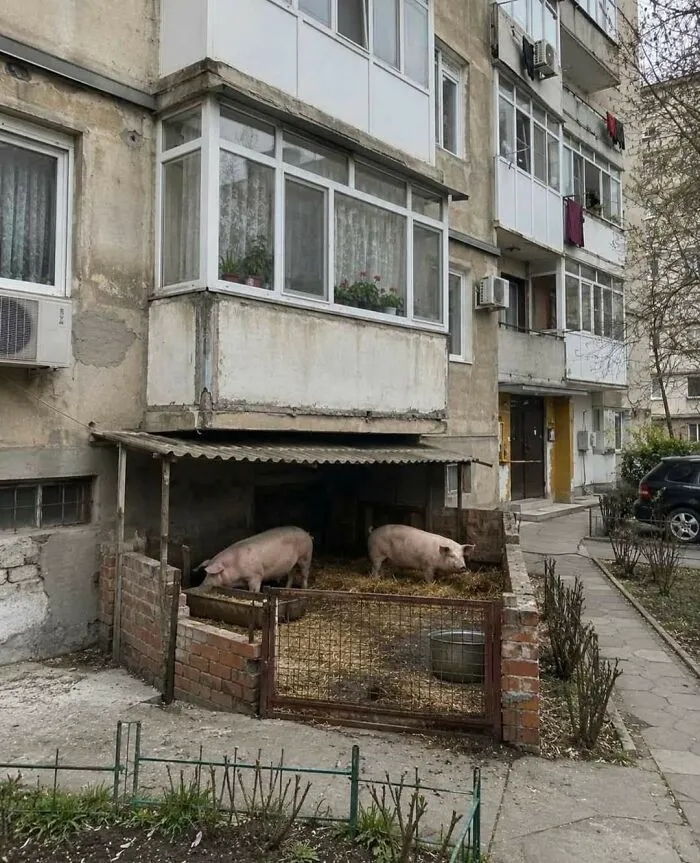 Pigs kept in a makeshift pen under an apartment balcony, showing an unusual construction fail.