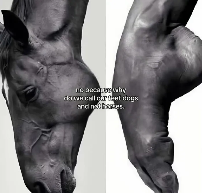 Hilarious memes comparing a horse head shape to an arched human foot