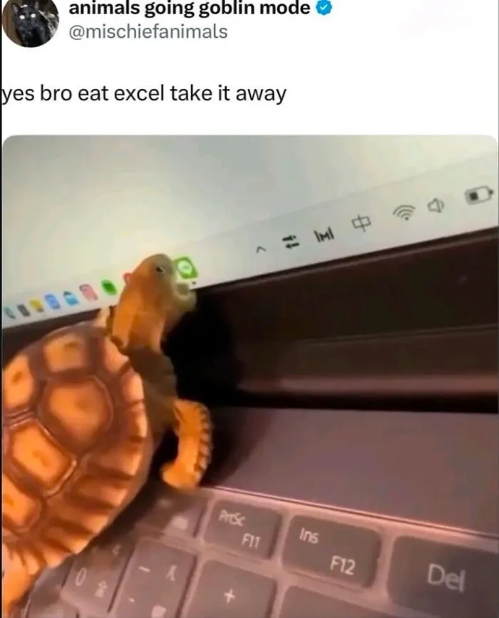 Hilarious real life meme of a small turtle biting the Excel icon on a laptop screen.