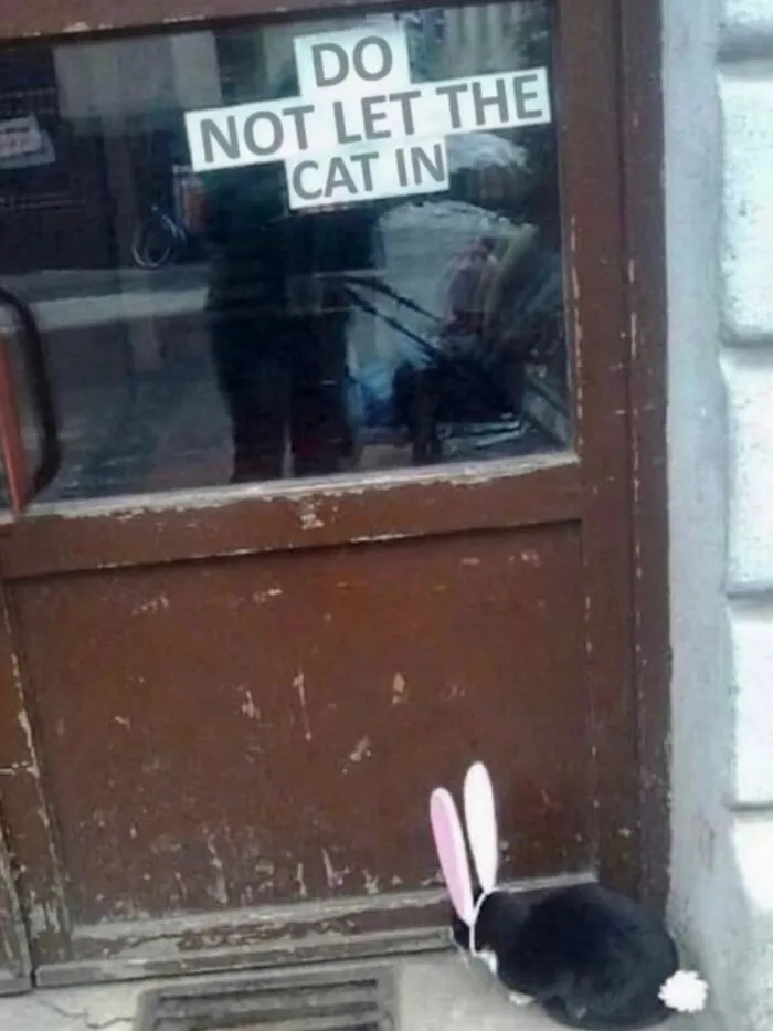 Cat wearing bunny ears sitting outside a door in hilarious memes from real life.