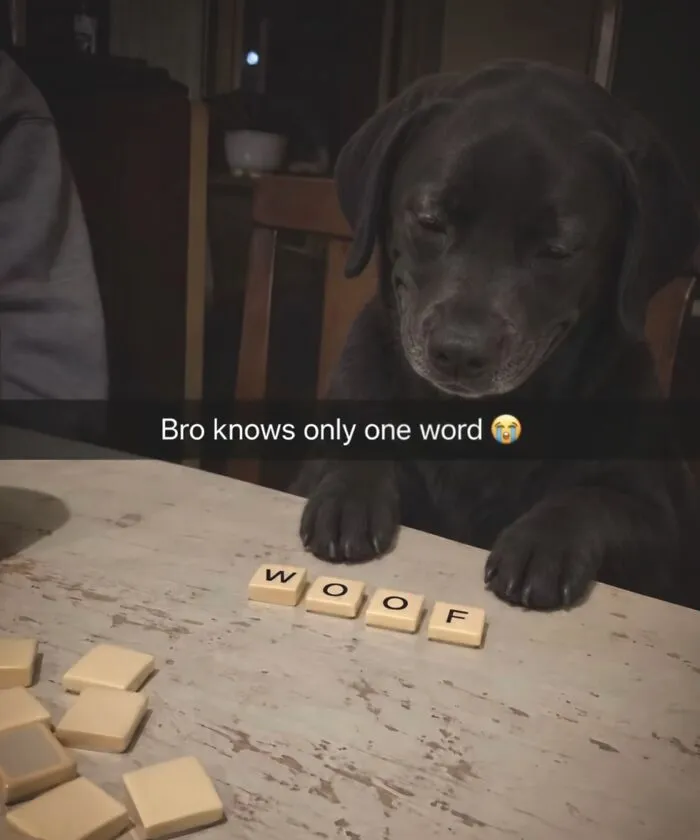 Cute black dog playing tile game spelling WOOF in hilarious memes from real life.