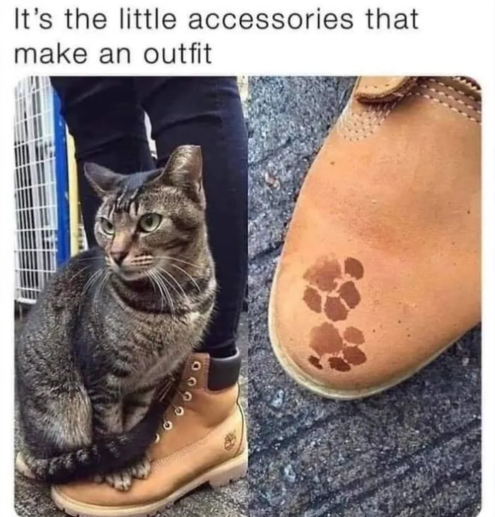 A tabby cat sitting on a boot leaving cute muddy paw prints, inspiration for funny memes about cats.