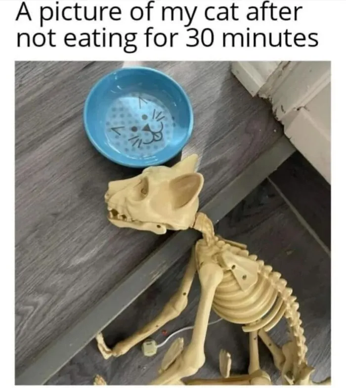 A cat skeleton next to a bowl in a funny memes image about hungry pets.