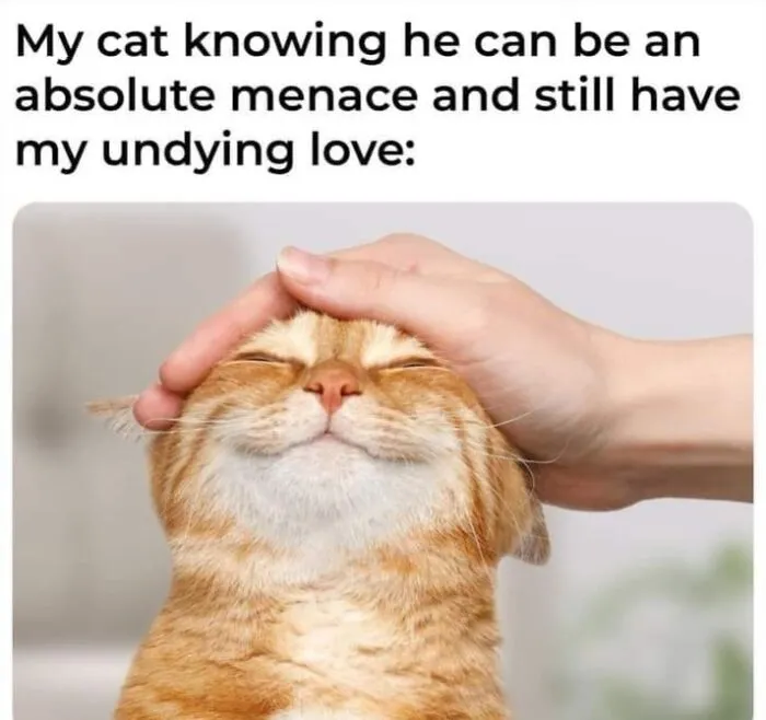 Happy orange cat getting petted on the head in funny memes