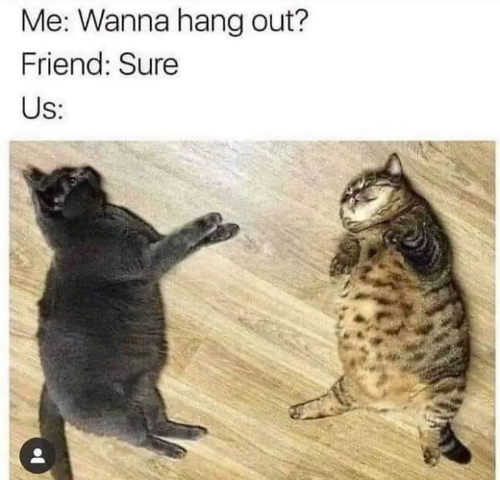 Two chubby cats lying on the floor in funny memes about hanging out