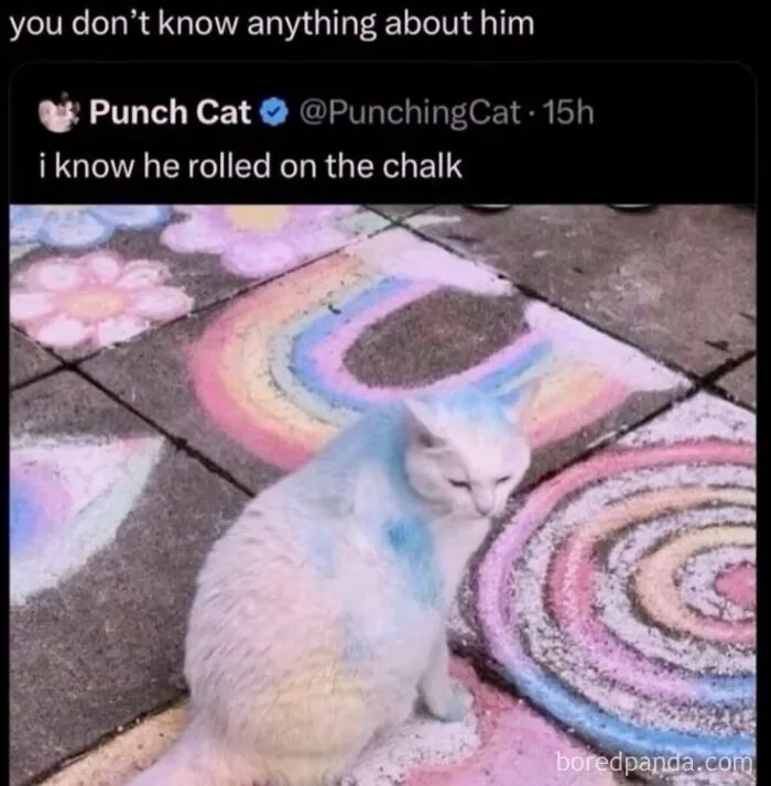 Funny weird animal memes showcasing a white cat covered in colorful sidewalk chalk.