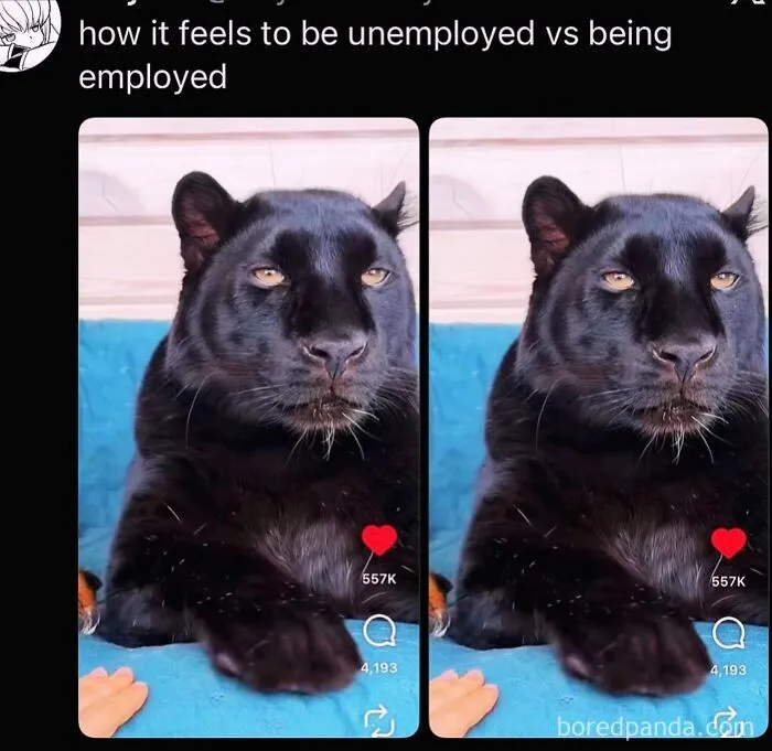 Funny weird animal memes post featuring identical side-by-side photos of a tired black panther staring forward.