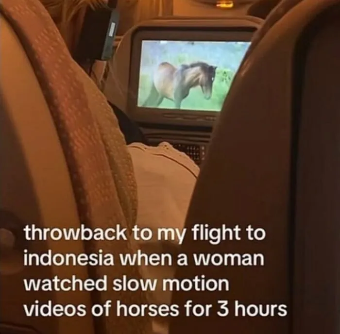 In-flight screen playing a horse video as part of funny weird animal memes content.