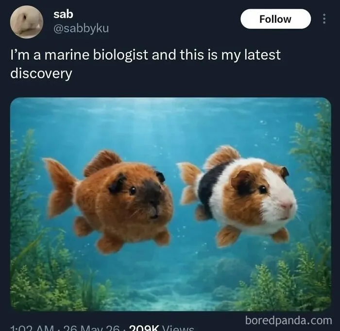 Funny weird animal memes showing a tweet with photoshopped guinea pigs swimming underwater like fish.