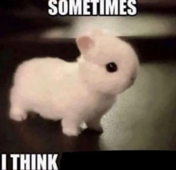 Funny weird animal memes displaying a tiny fluffy white bunny standing and looking around