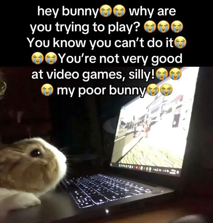 Funny weird animal memes featuring a small rabbit sitting near an open laptop screen