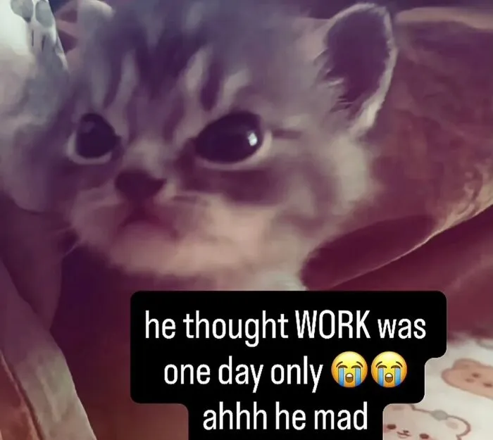 Funny weird animal memes showing a tiny kitten looking shocked and upset