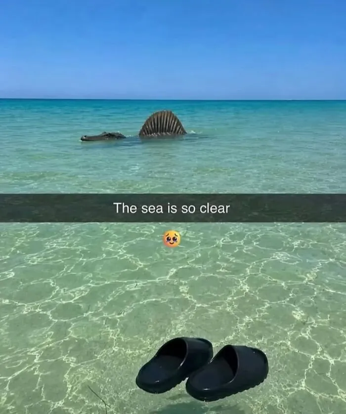 Funny weird animal memes with a creature swimming in clear sea water near black slides