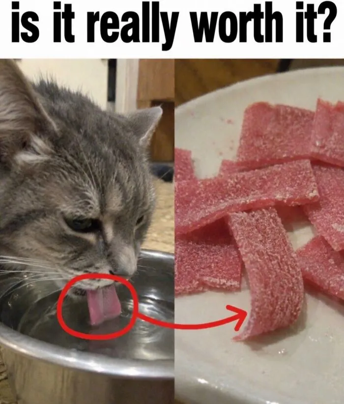 Funny weird animal memes with a cat drinking water next to sour candy strips