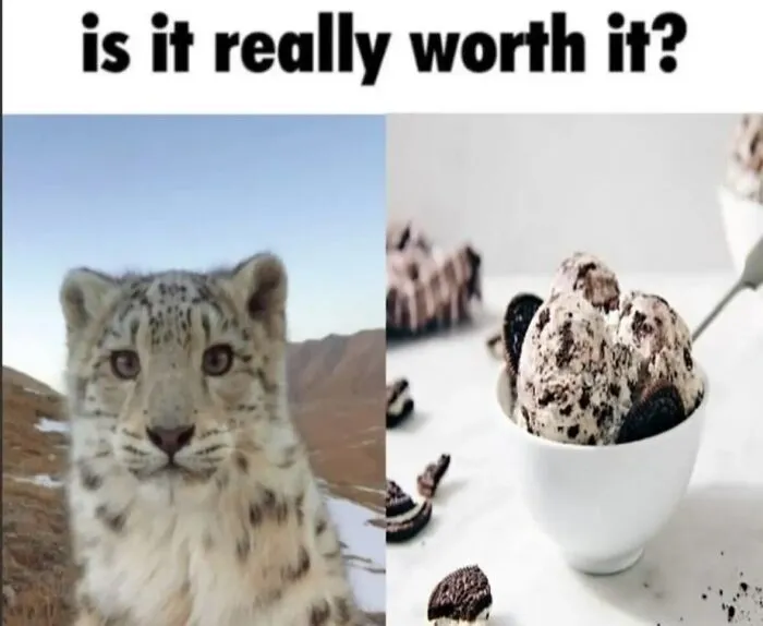 Funny weird animal memes comparing a snow leopard to cookies and cream ice cream
