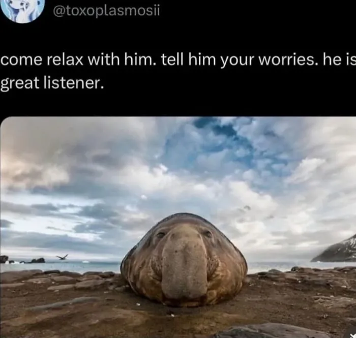 Elephant seal resting on a rocky shore in funny weird animal memes