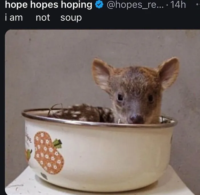 Tiny fawn sitting in a bowl for funny weird animal memes