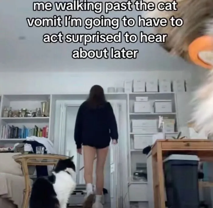 A person walking past cat mess in a room, part of funny weird animal memes
