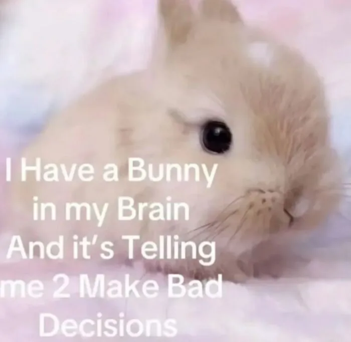 Funny weird animal memes featuring a small bunny with text about making bad decisions