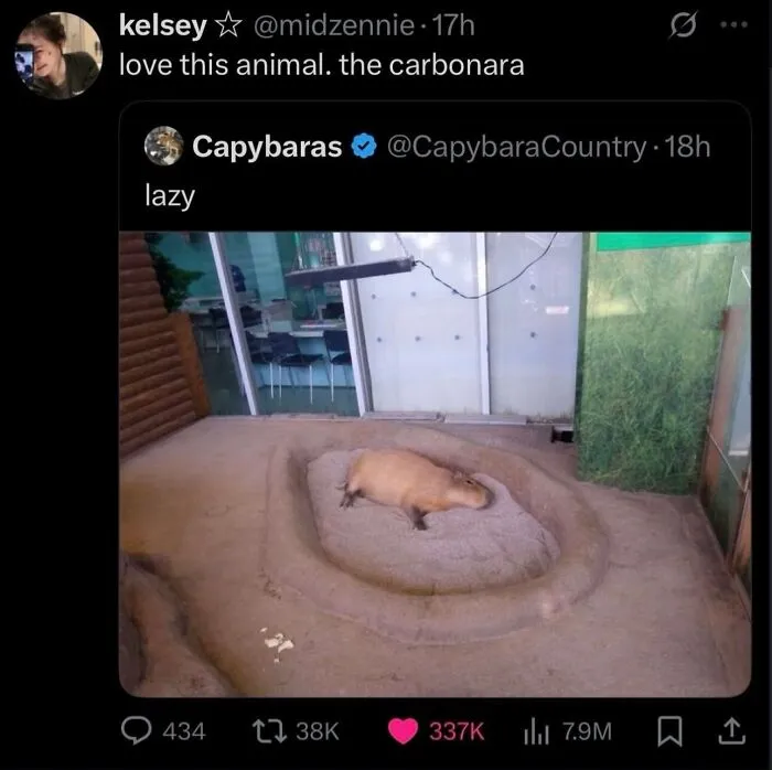 Funny weird animal meme featuring a capybara resting in a zoo enclosure with hilarious commentary.