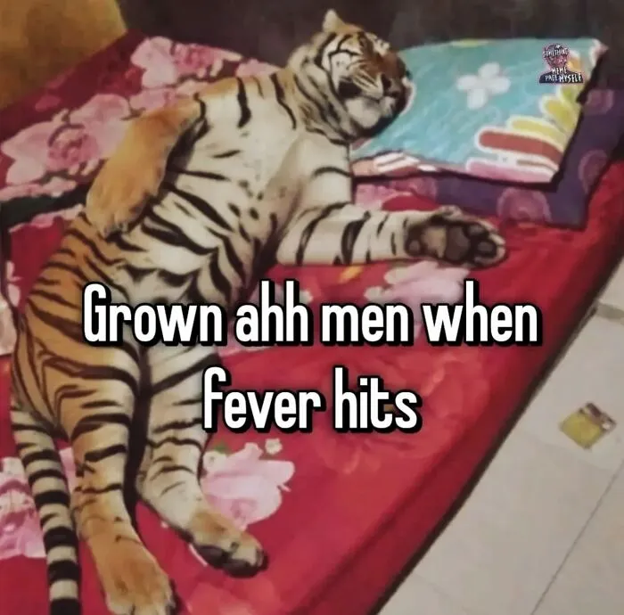 Funny weird animal memes displaying a tiger dramatic sleeping in a bed like a sick human