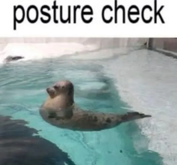 Funny weird animal memes with a seal floating upright in water doing a posture check