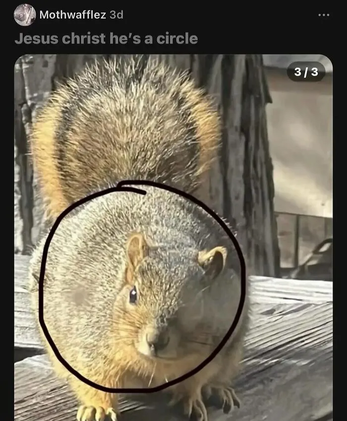 Funny weird animal memes featuring a perfectly round, chubby squirrel sitting on wood