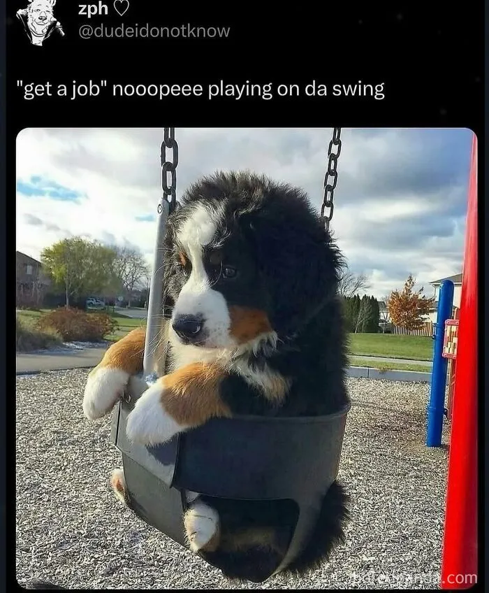 Funny weird animal meme of a cute puppy happily sitting in a playground swing instead of working.