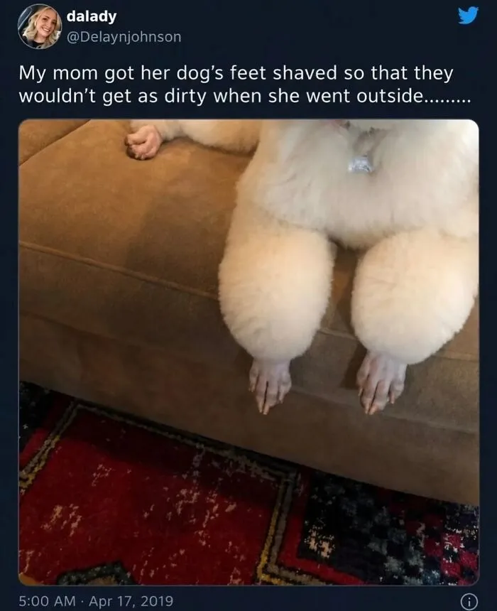 Funny weird animal memes post showing a fluffy dog with completely shaved paws on a couch.