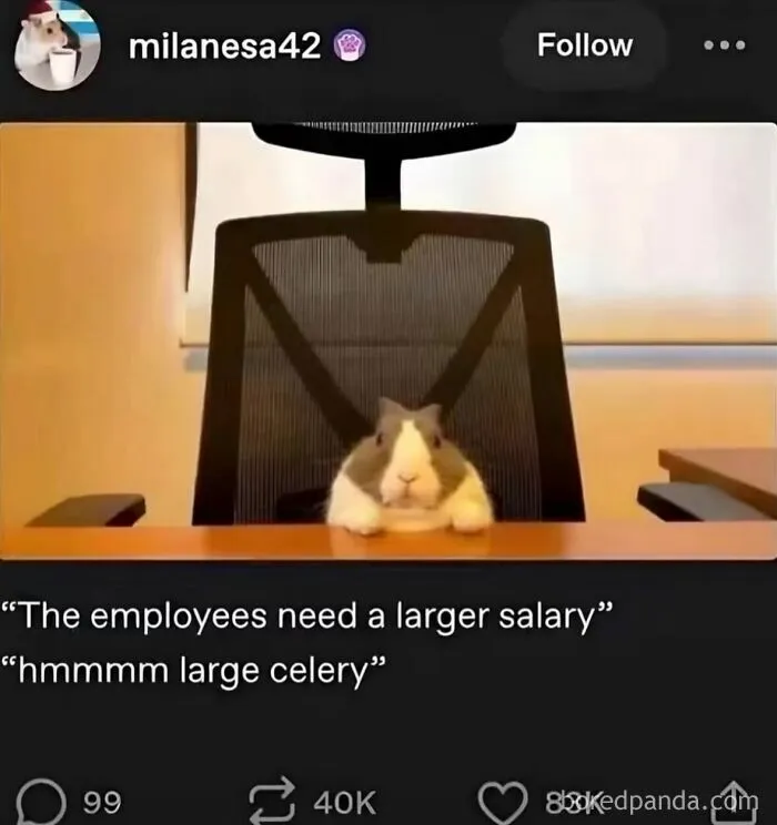 Funny weird animal memes picture showing a guinea pig sitting at an office desk.