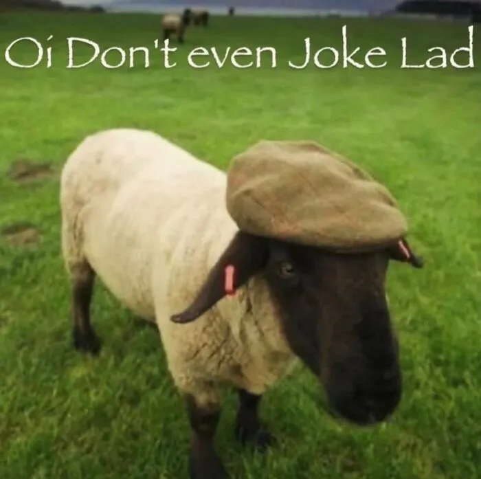 A funny weird animal memes image of a sheep wearing a flat cap in a grassy field.