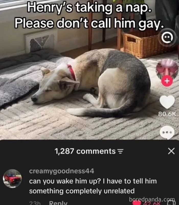 Funny weird animal memes post featuring a sleeping dog on a rug with funny social media text.