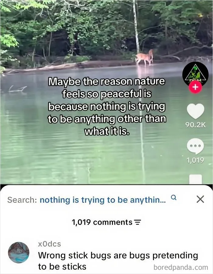 Funny weird animal memes screenshot about peaceful nature versus stick bugs pretending to be sticks