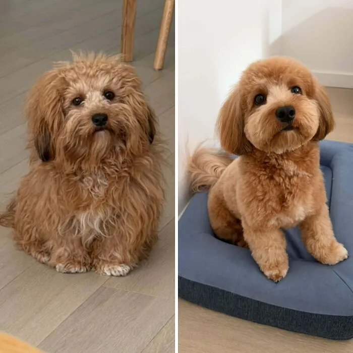 Before and after grooming side-by-side comparison of a fluffy brown dog in wholesome animal pics
