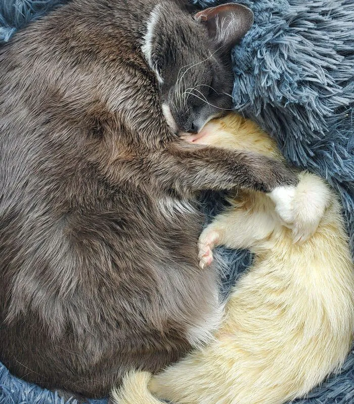 Wholesome animal pics of a gray cat hugging and sleeping next to a cream-colored ferret in a soft bed