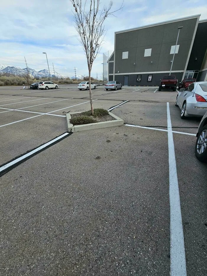 Parking lot with poorly designed lines around a tree causing awkward parking spaces