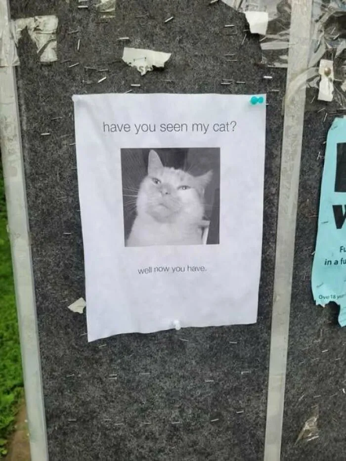 A missing cat poster with funny pics of a smug cat saying well now you have