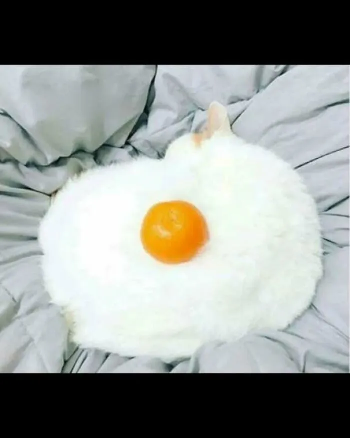 Strange pics of a fluffy white cat looking like a fried egg