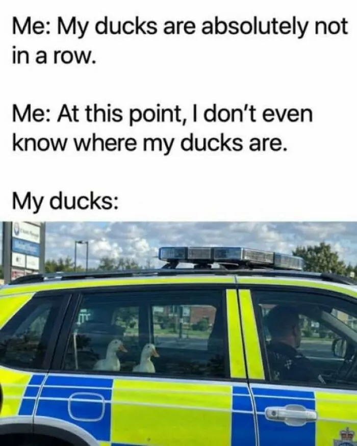 Funny pics showing ducks sitting in the back of a police car.