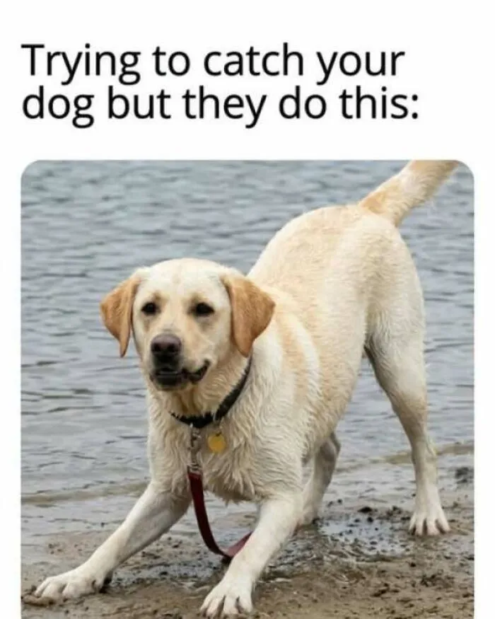 Funny pics of a golden retriever dog crouched in a play stance near water.