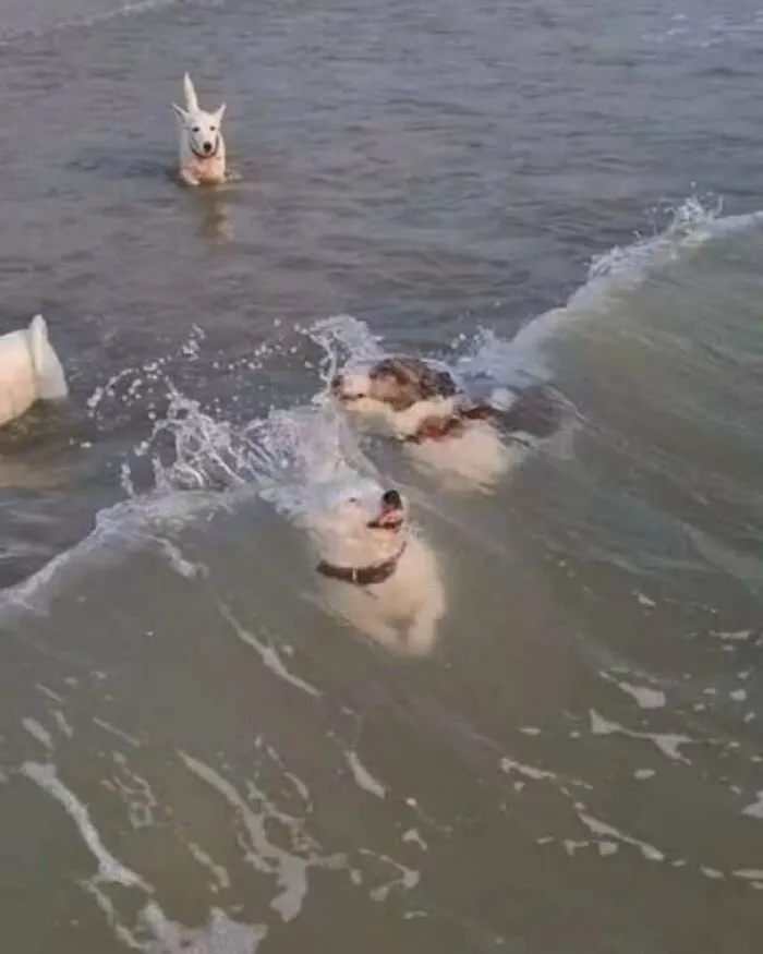 Funny pics of dogs swimming in ocean waves