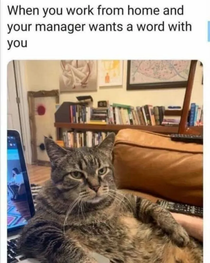 Strange and funny pics meme of a cat sitting lazily with a laptop during a remote work meeting