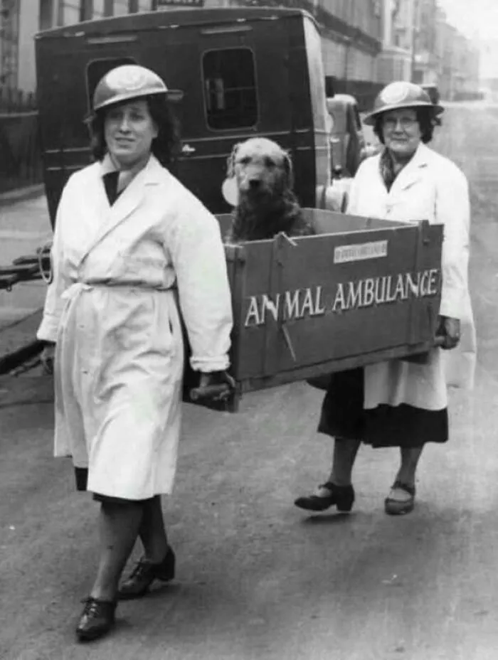 Vintage photo of two women carrying a dog in a wooden box labeled animal ambulance