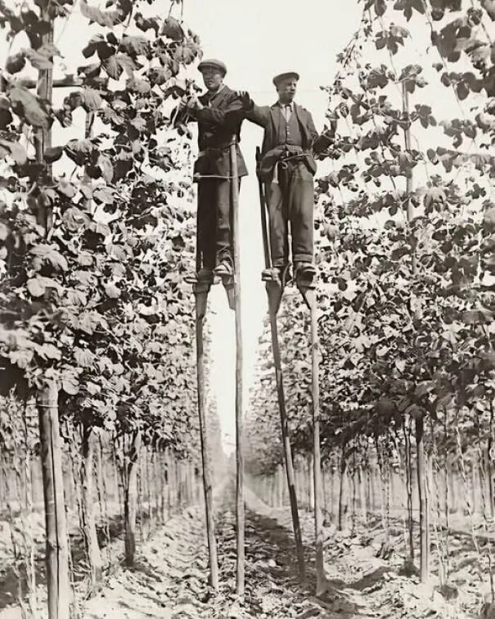Two men on stilts walking between rows of trees historic outdoor scene