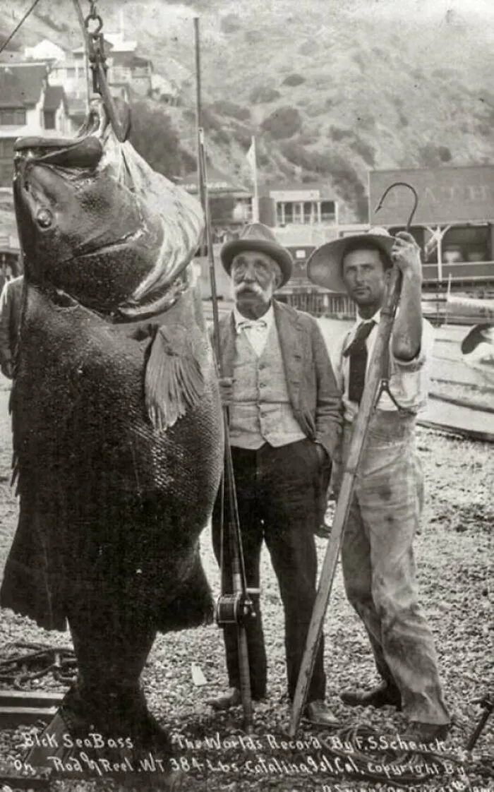 Two men with a world record large black sea bass fish at a historic fishing dock